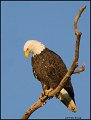 _0SB8858 american bald eagle